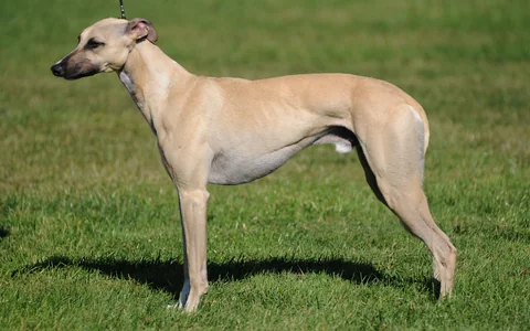 Whippet fulvo em pé, visto de corpo inteiro e de perfil, sobre a relva