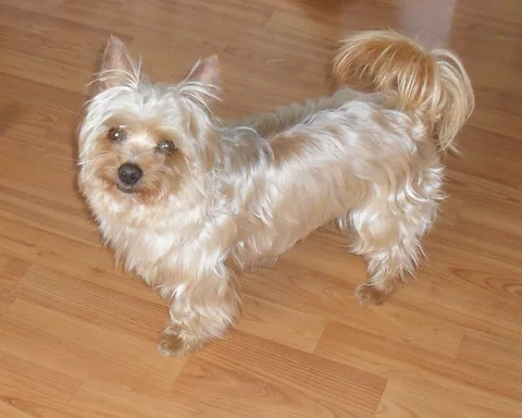Yorkshire Terrier im Freien