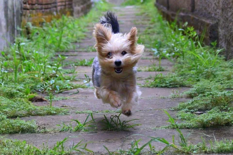 Uno Yorkshire Terrier corre verso la macchina fotografica lungo un vialetto in giardino