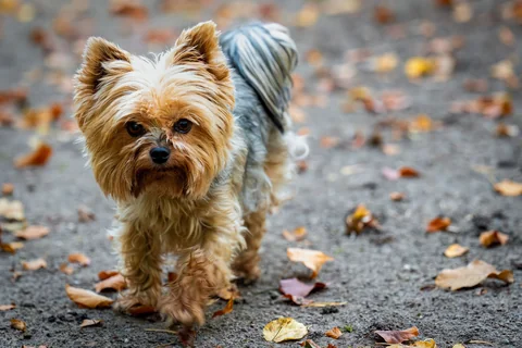 Yorkshire Terrier mit goldfarbenem Gesicht und grauem Rücken schaut auf einem herbstlichen Weg zur Kamera