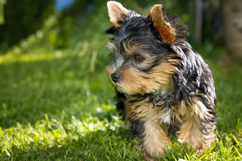 Un piccolo cucciolo di Yorkshire Terrier nero focato è in piedi sull’erba