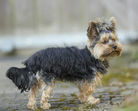 Uno Yorkshire Terrier nero focato è in piedi di profilo su un sentiero pavimentato e guarda a destra
