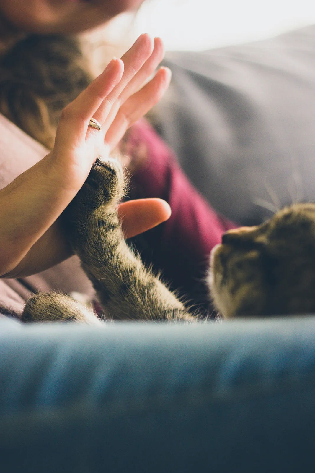 前足を上げ、差し出された手に触れる猫