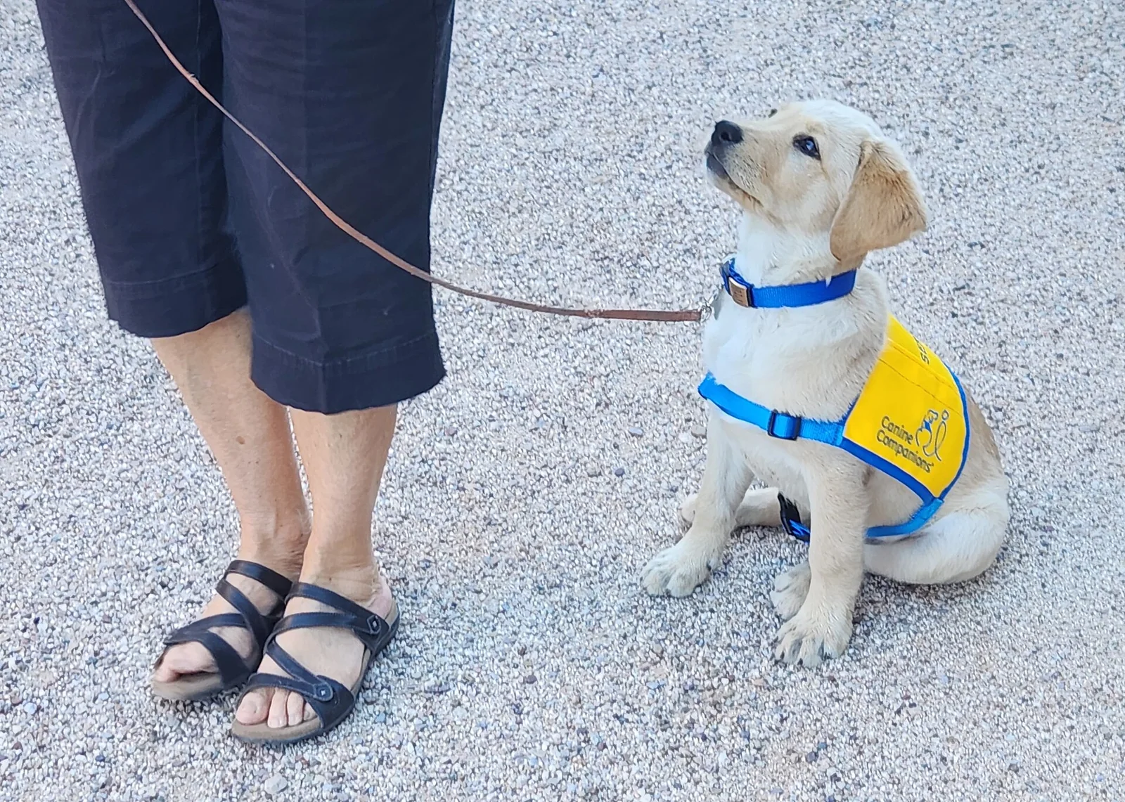 リードを付けた子犬が、世話をする人の隣に座ってその人を見上げている