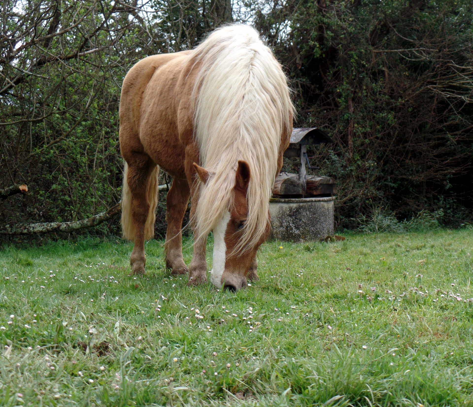 Haflingerpony auf einer grünen Weide