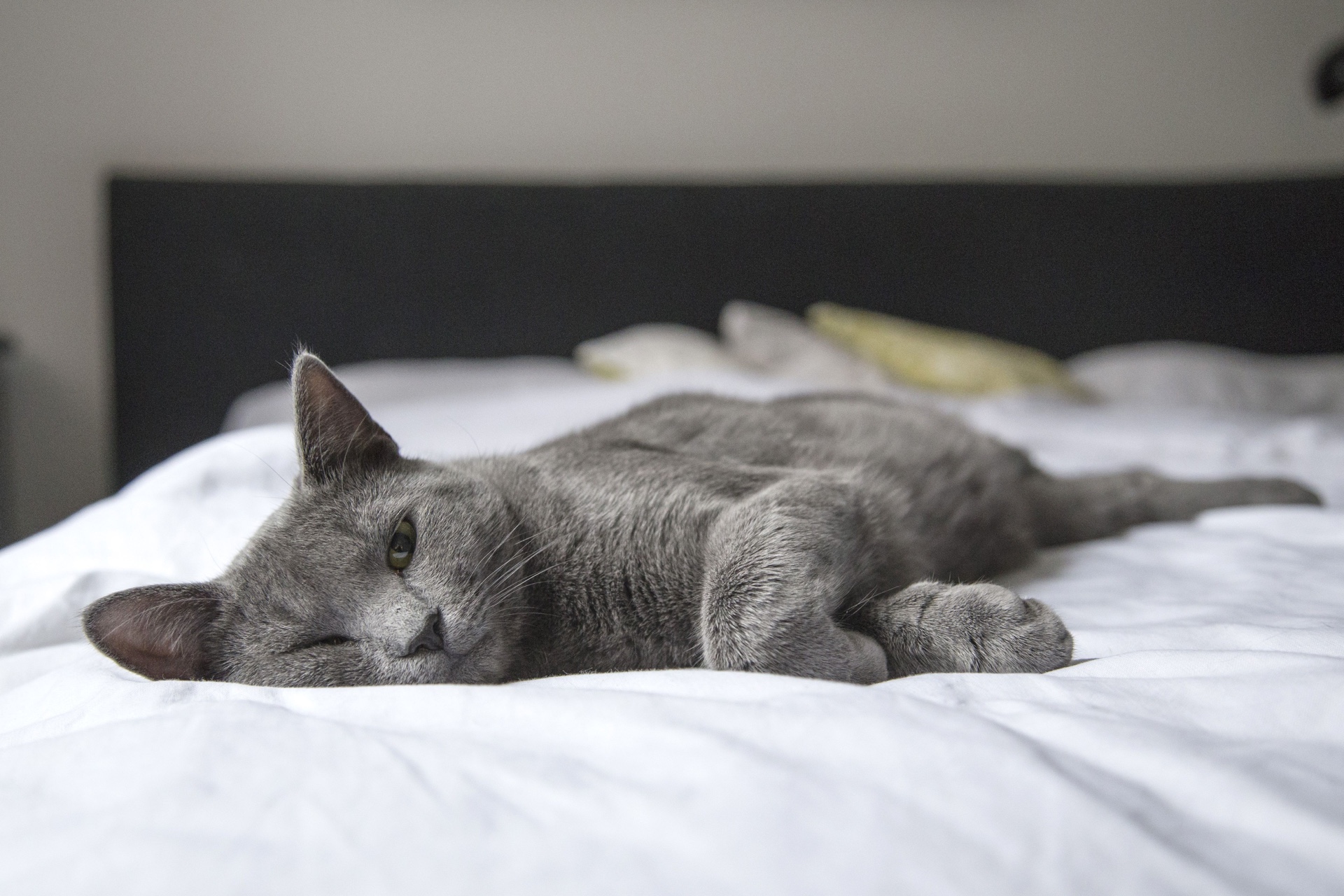 Luna, eine graue Katze, entspannt auf einem weißen Bett