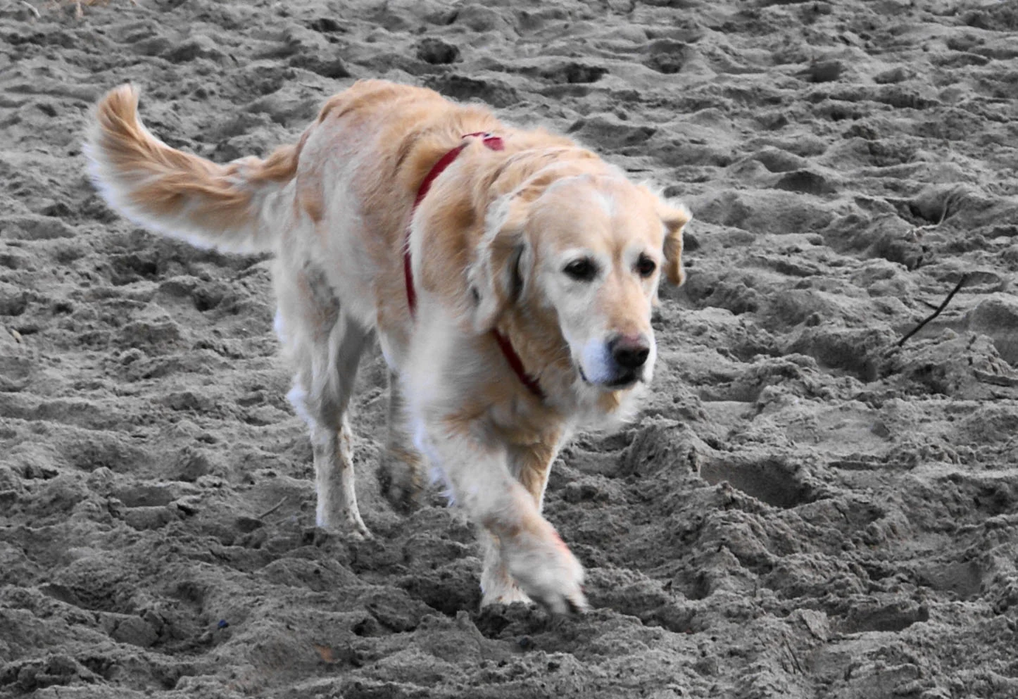 Golden Retriever läuft über einen Sandstrand
