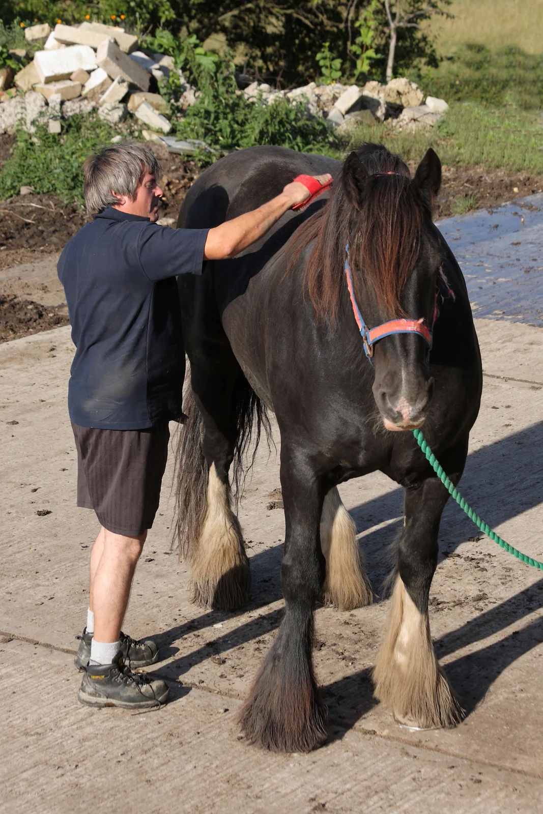 Ein schwarzes Pferd wird mit einer Bürste am Rücken geputzt