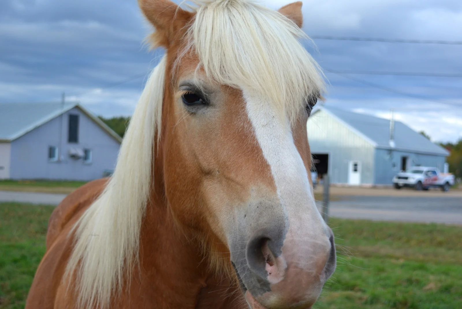 Haflinger mit heller Mähne vor einem Stallgebäude