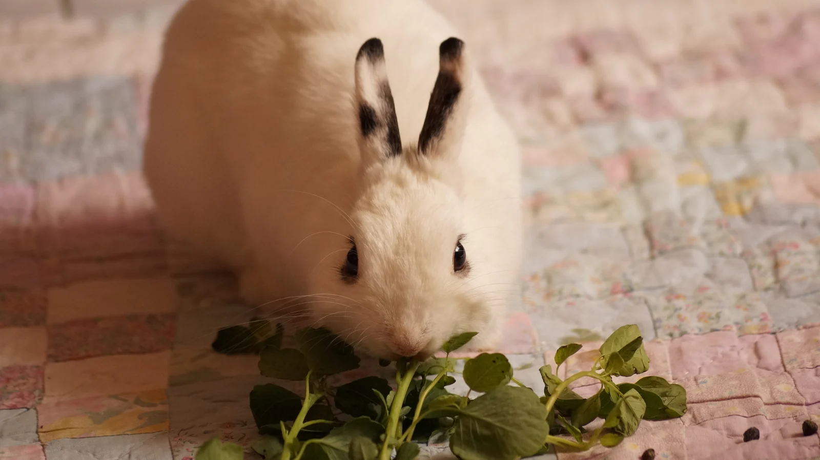 Ein weißes Hauskaninchen frisst frische grüne Blätter