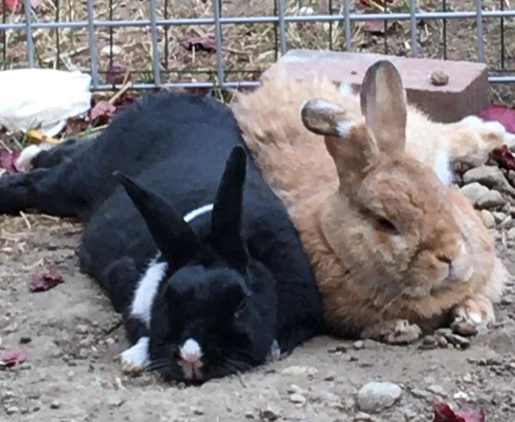 Ein schwarzes und ein hellbraunes Kaninchen ruhen dicht nebeneinander