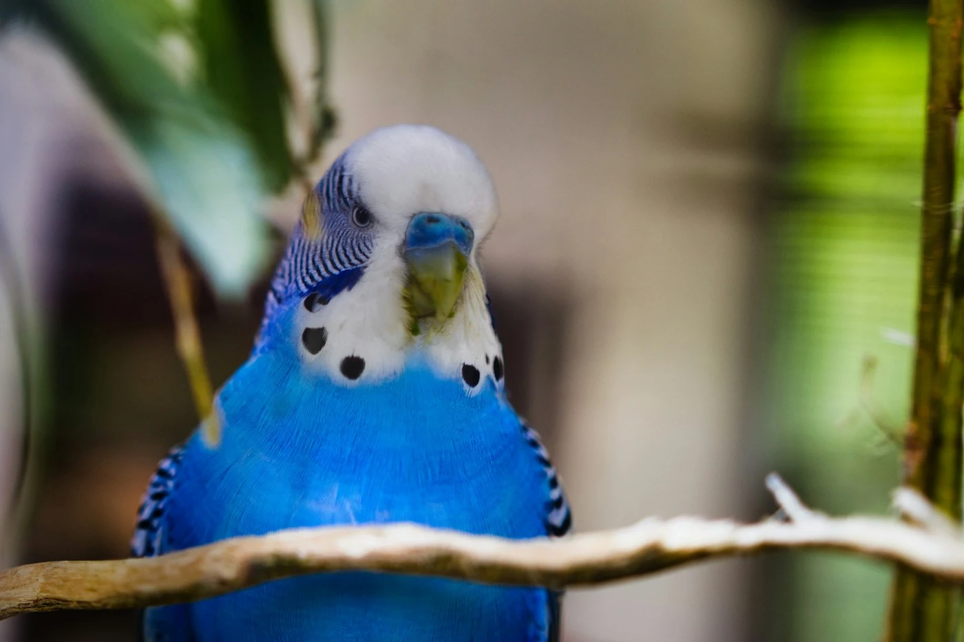Blue budgie with a white head sitting on a branch.