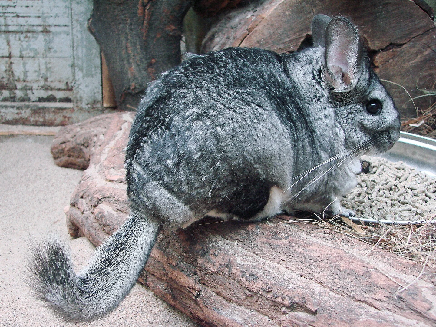 Grey chinchilla sitting sideways on a log.