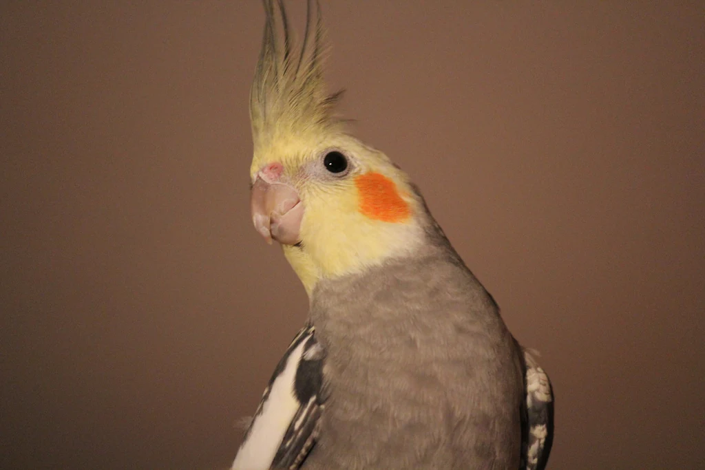 Grey cockatiel with a yellow crest and an orange cheek patch.
