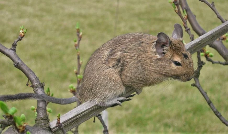 Brown degu perched on a branch.