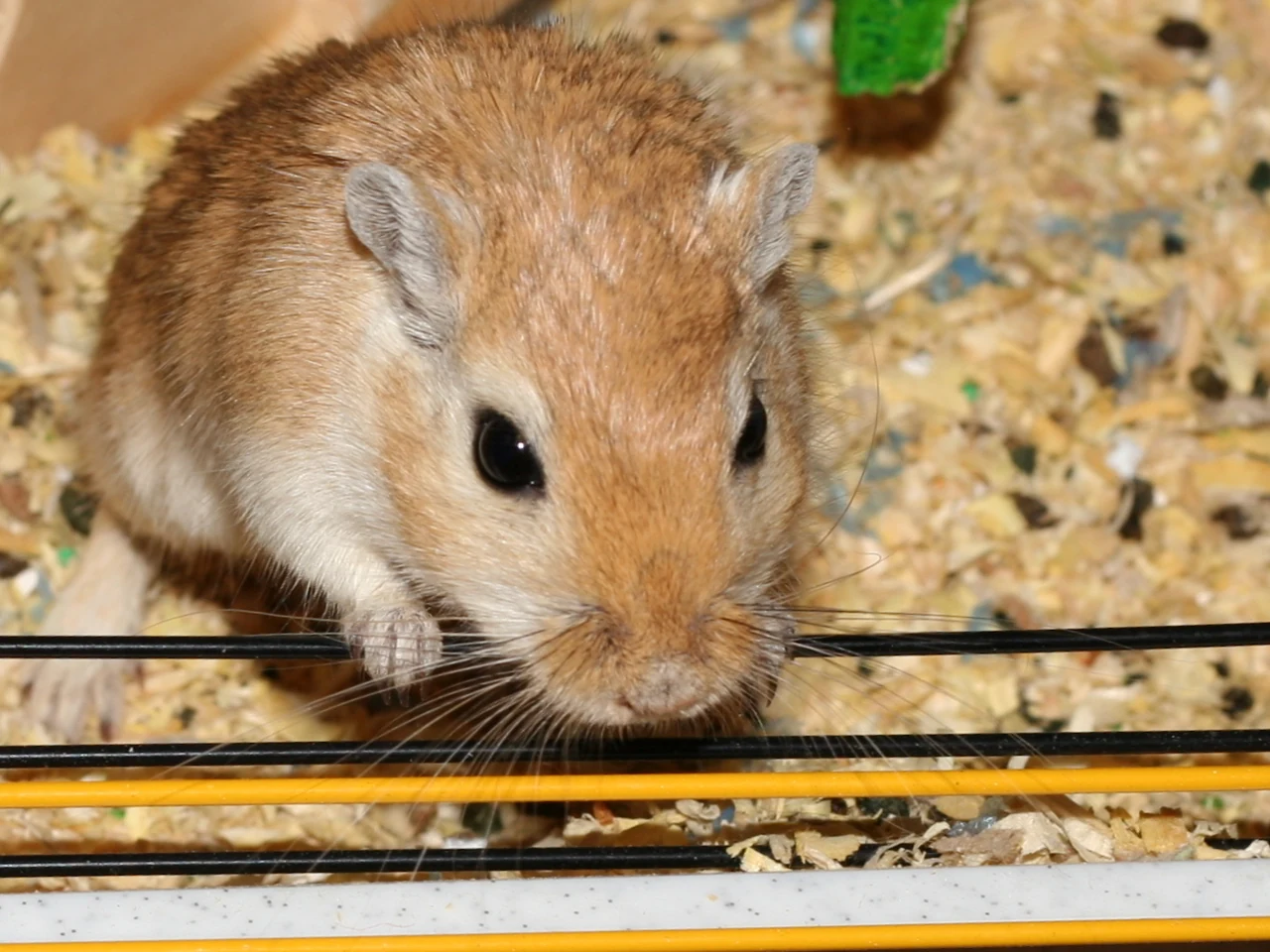 Close view of a brown Mongolian gerbil.