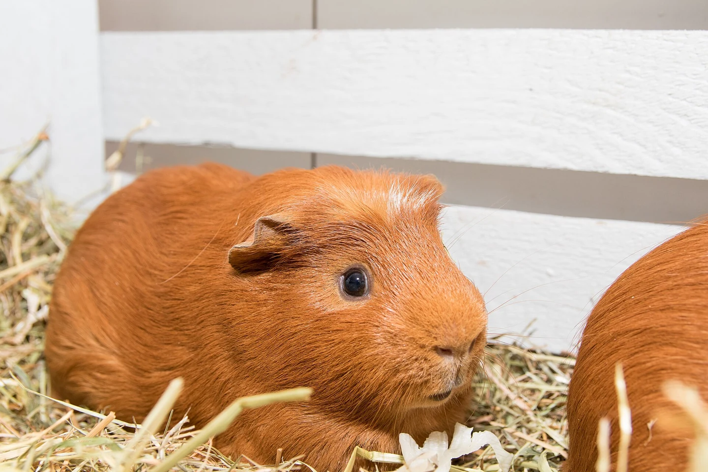 Ginger guinea pig sitting in hay.