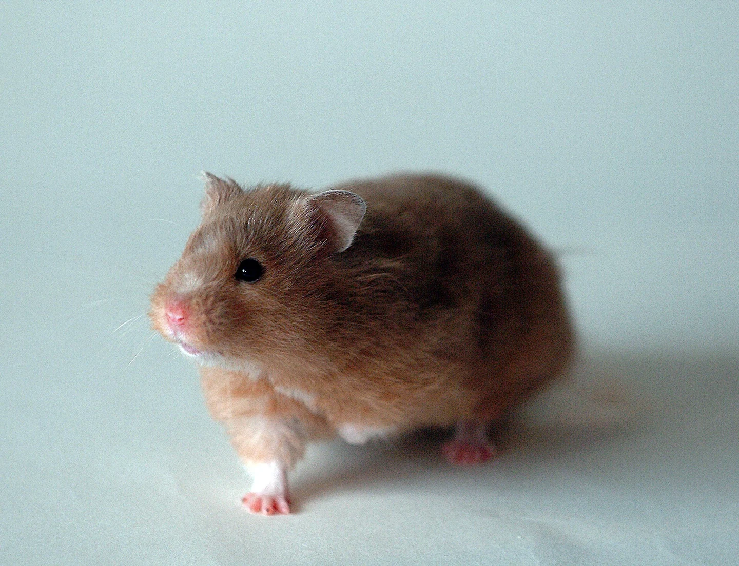 Syrian hamster looking to the left.