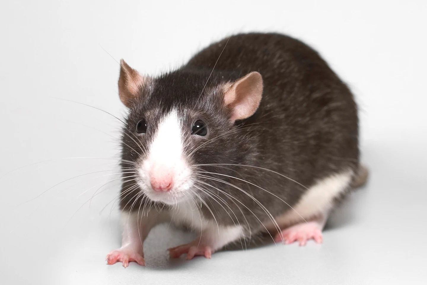 Black and white pet rat with white whiskers.