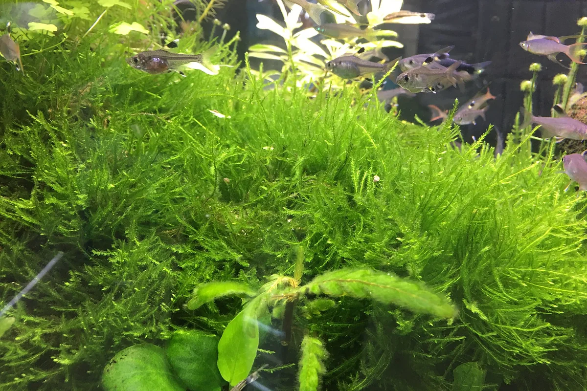 Süßwasseraquarium mit Pflanzen und silbrigen Fischen