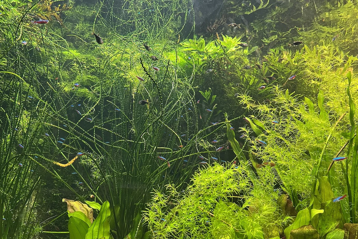 Kleine Fische schwimmen zwischen dicht stehenden Wasserpflanzen