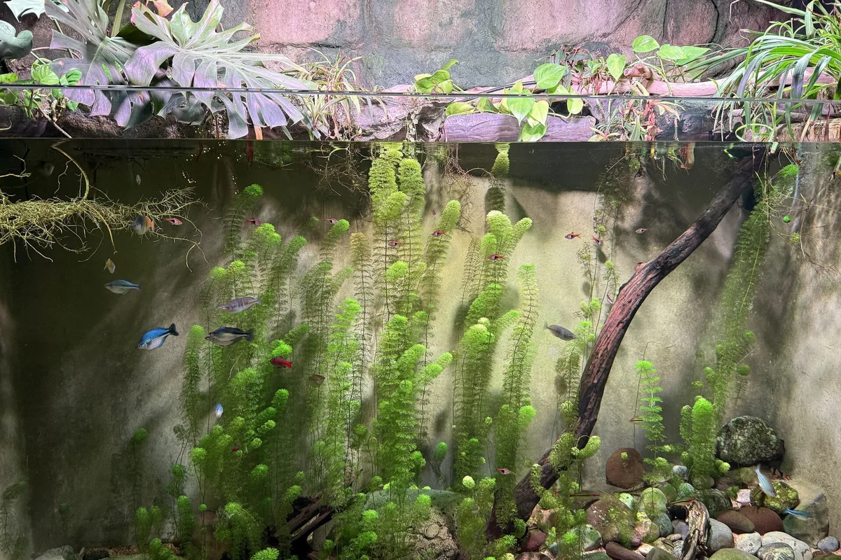 Bepflanztes Süßwasseraquarium mit kleinen Fischen und Wurzeln