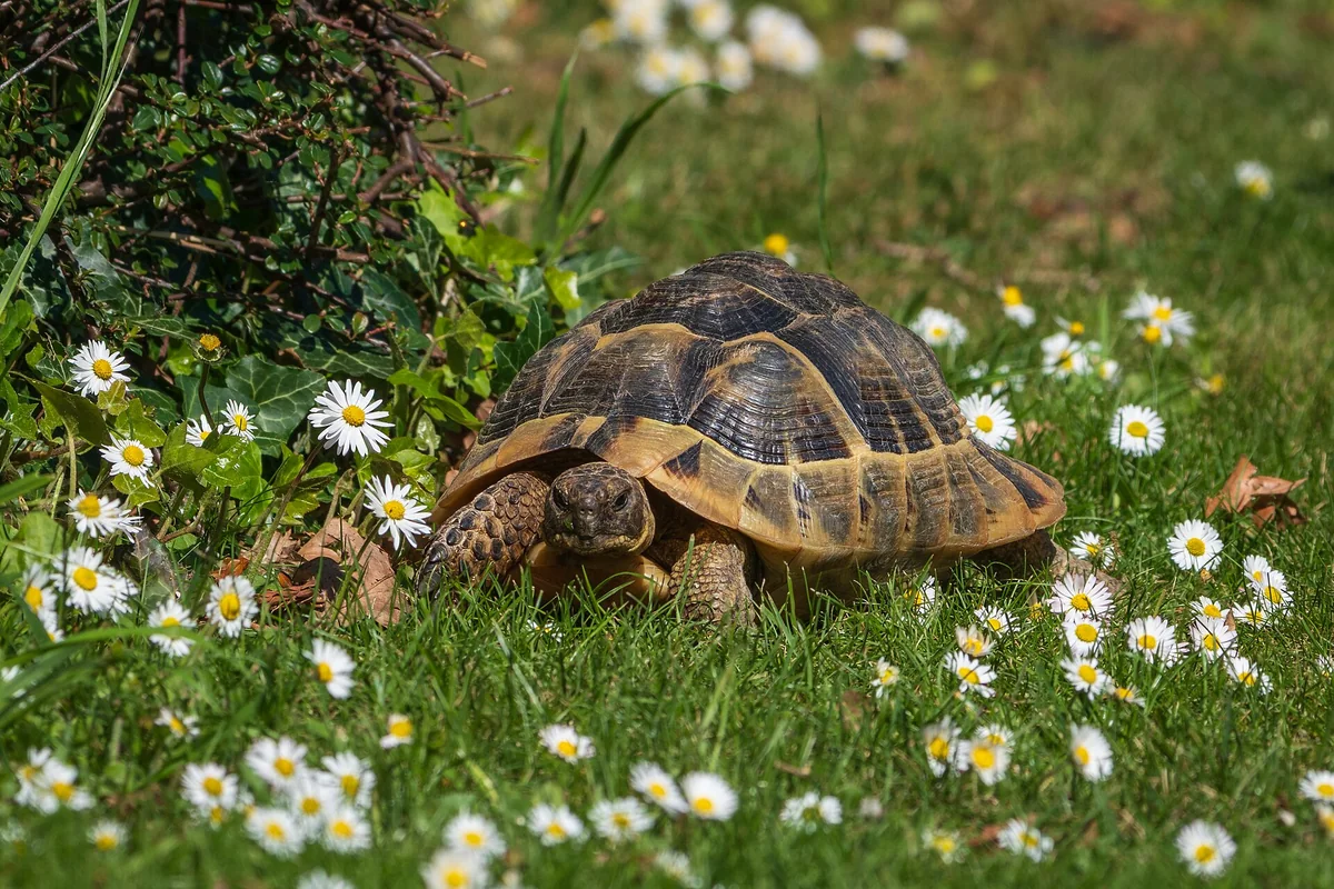 Griechische Landschildkröte zwischen Gras und Gänseblümchen