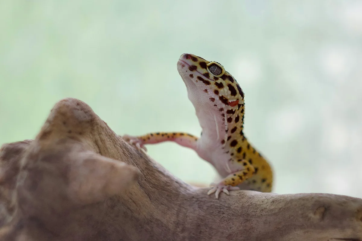 Leopardgecko sitzt auf einem Ast und blickt nach oben