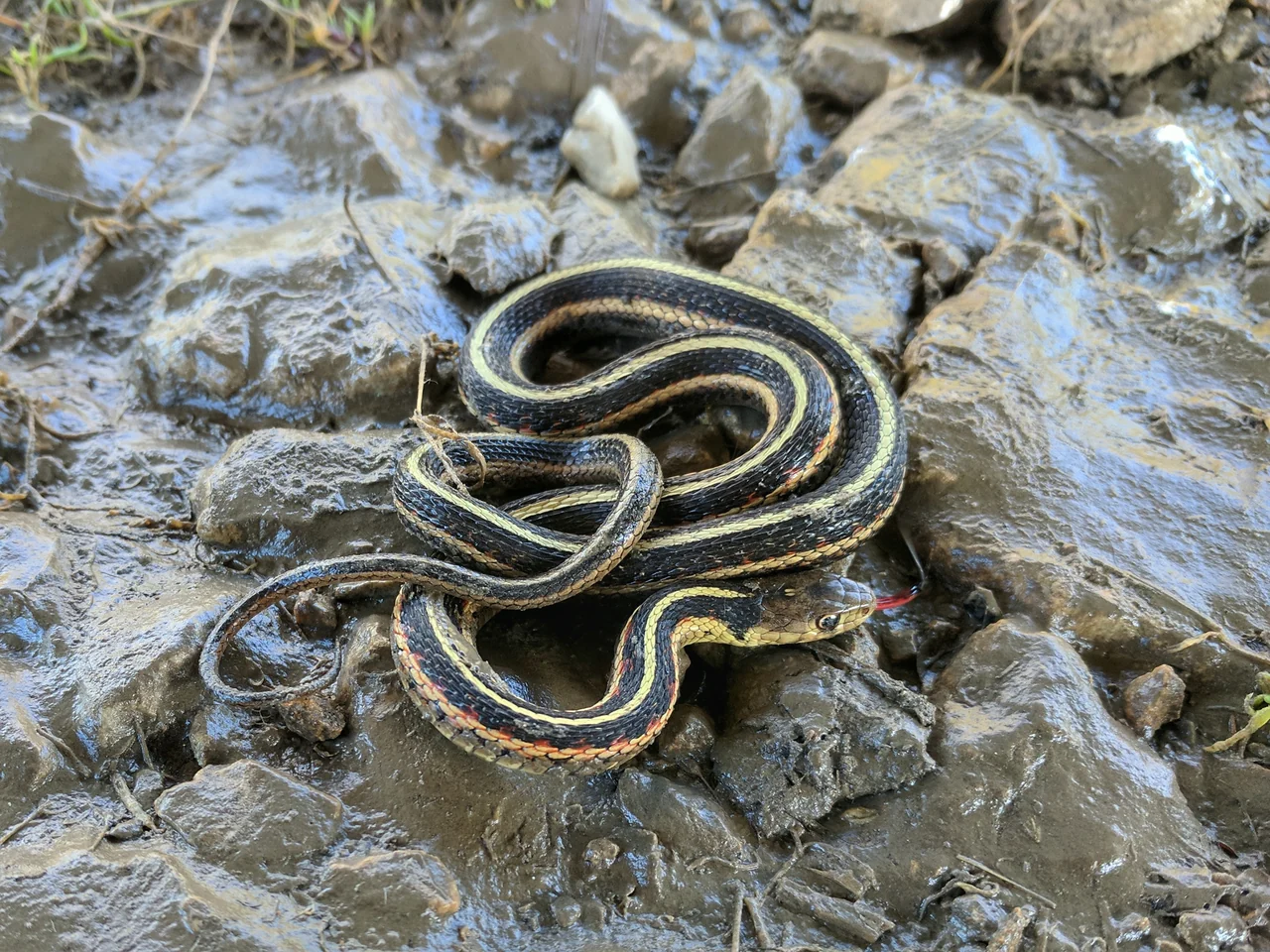 Zusammengerollte Strumpfbandnatter mit ausgestreckter Zunge auf schlammigen Steinen.