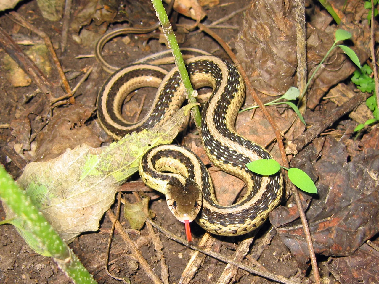 Strumpfbandnatter zwischen Blättern mit ausgestreckter roter Zunge.