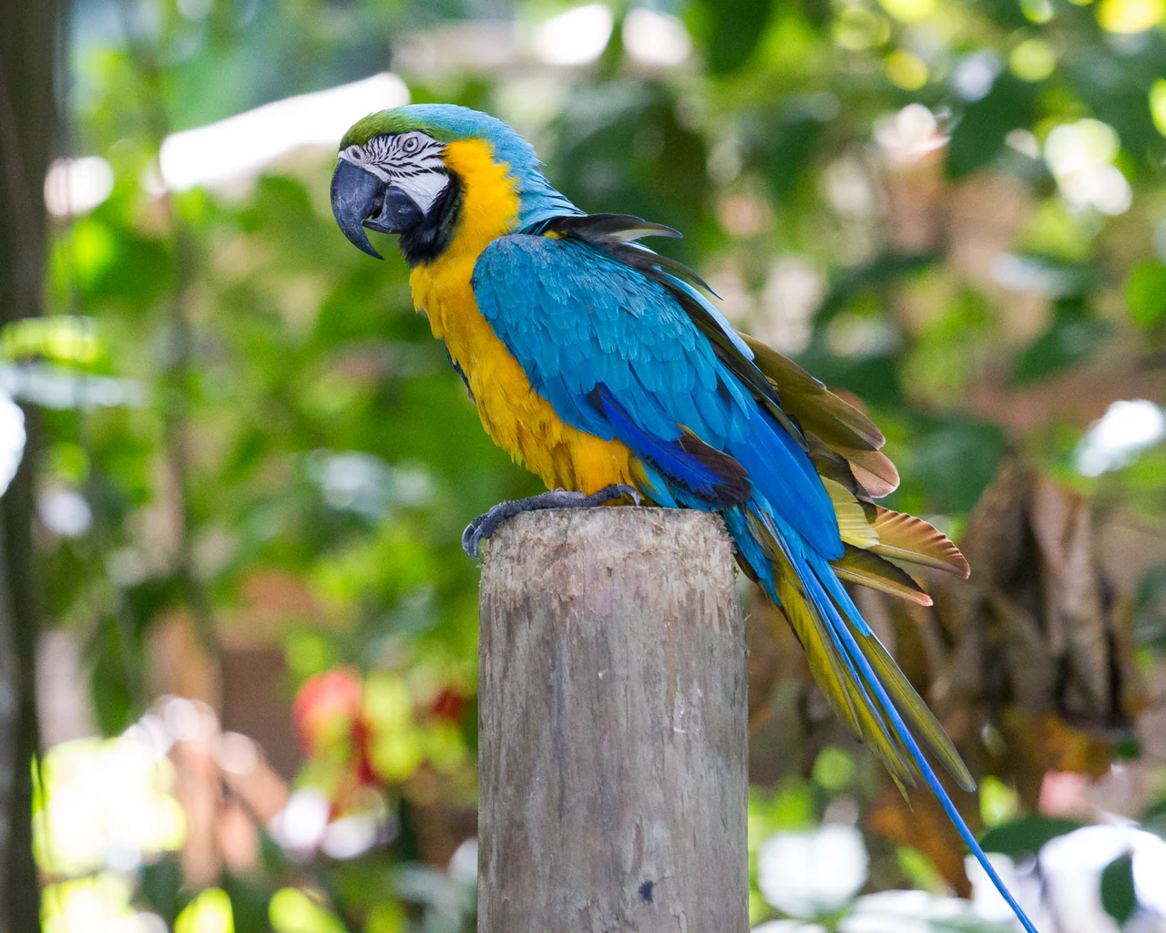 Un guacamayo azul y amarillo posado en un poste de madera, con un fondo natural.