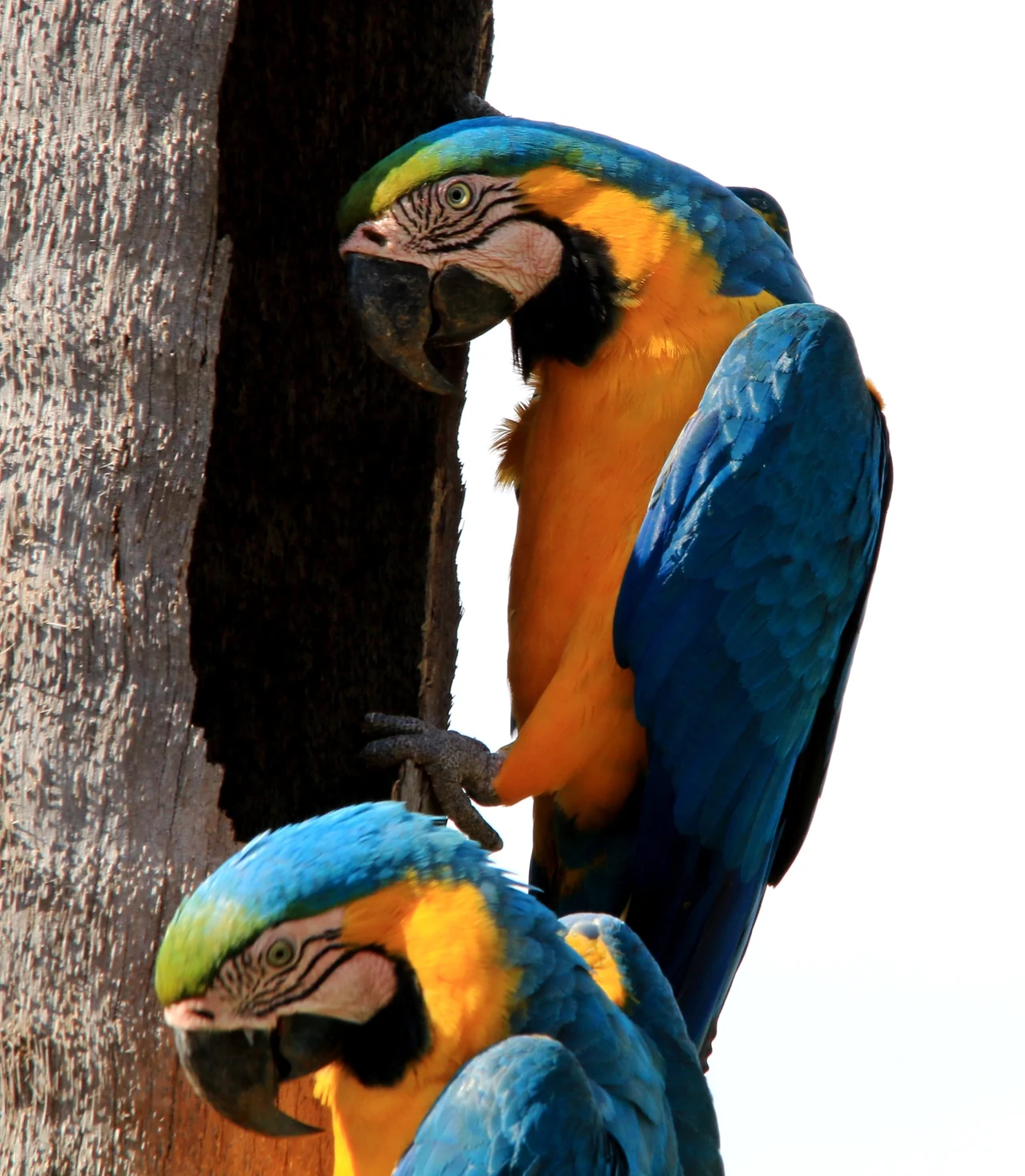 Dos guacamayos azules y amarillos junto a un tronco, con el inferior parcialmente oculto.