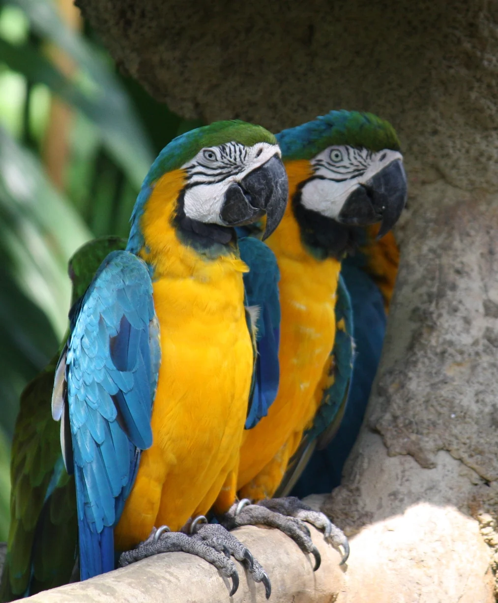 Dos guacamayos azules y amarillos en una percha, con los rostros bien visibles.