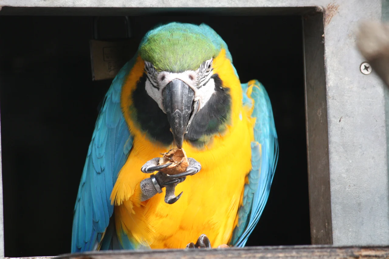 Un guacamayo azul y amarillo come una nuez que sujeta con la pata.