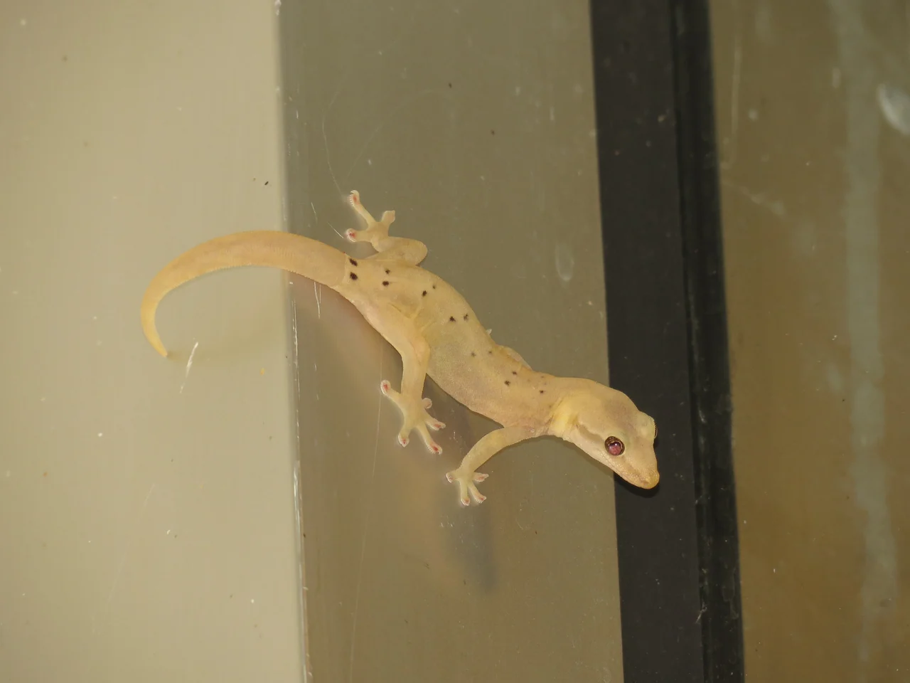 Gecko de deuil au corps clair ponctué de taches sombres sur une surface verticale lisse.