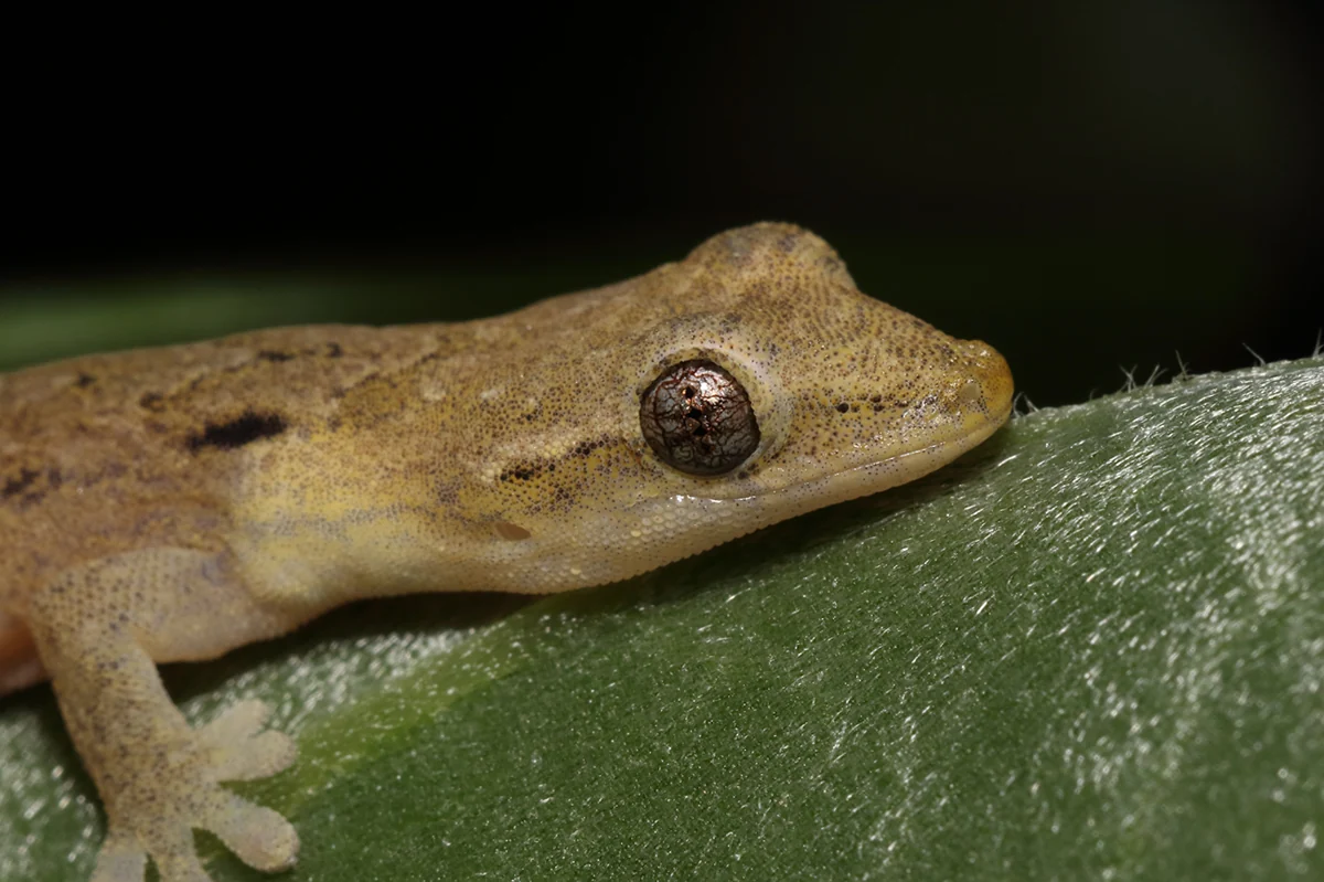 Gros plan d’un gecko de deuil posé sur une feuille verte, avec son grand œil bien visible.