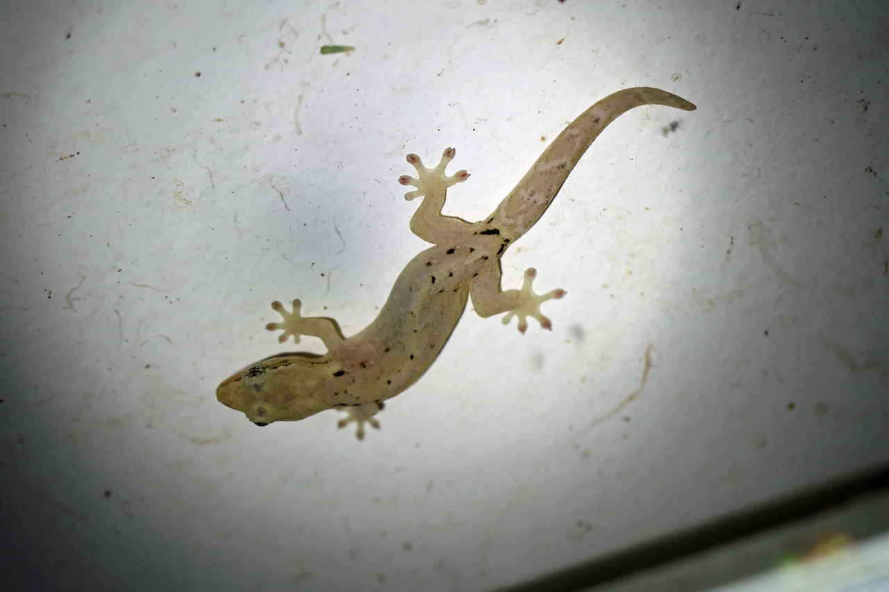 Gecko de deuil aux doigts écartés et à la queue courbée sur une vitre claire.