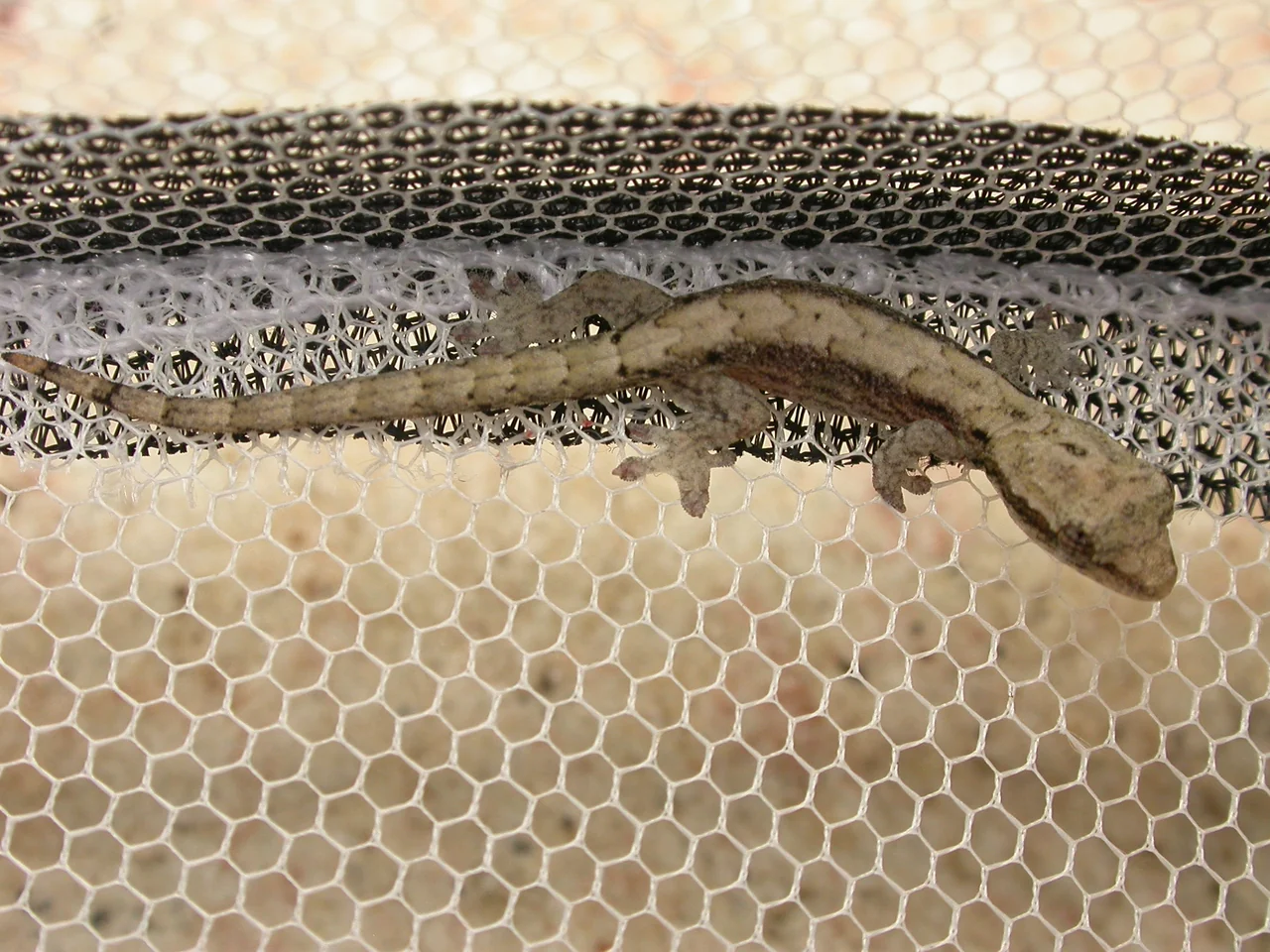 Gecko de deuil aux motifs bruns sur un filet blanc.