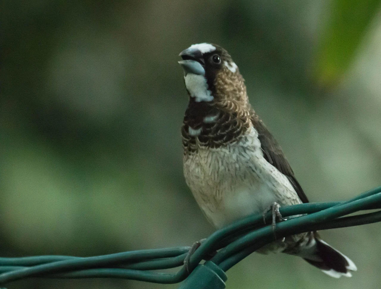 Passero del Giappone marrone e bianco su un sostegno verde.
