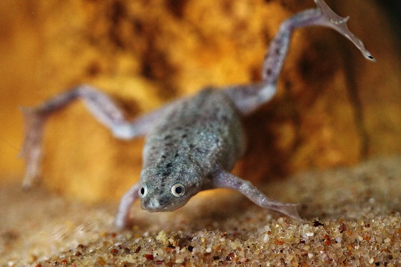 Rana nana africana con le zampe posteriori distese sopra il fondo sabbioso di un acquario.