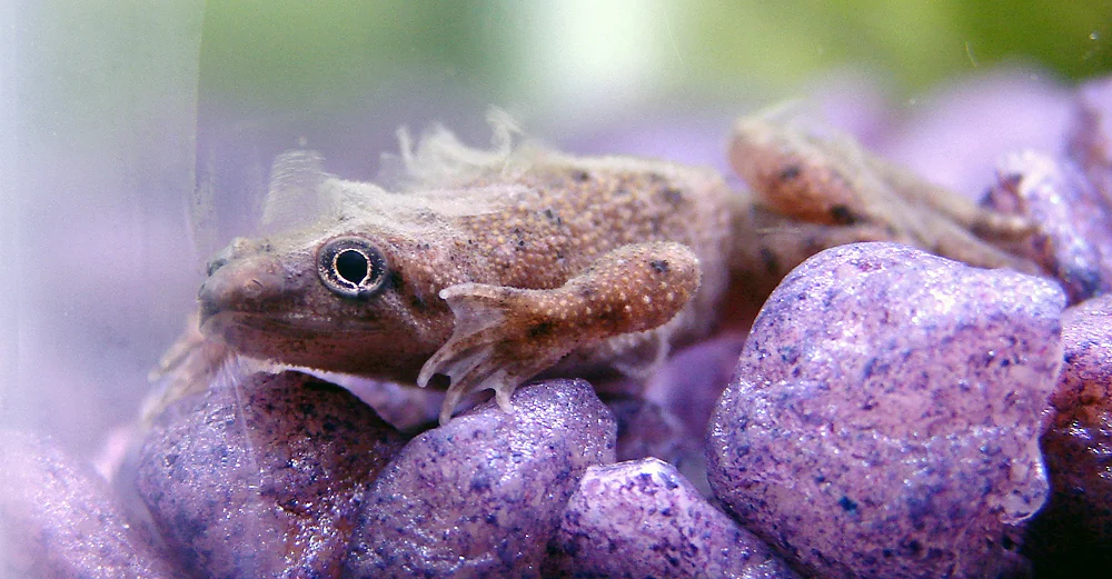 Rana nana africana con la pelle che si stacca sulla ghiaia di un acquario.