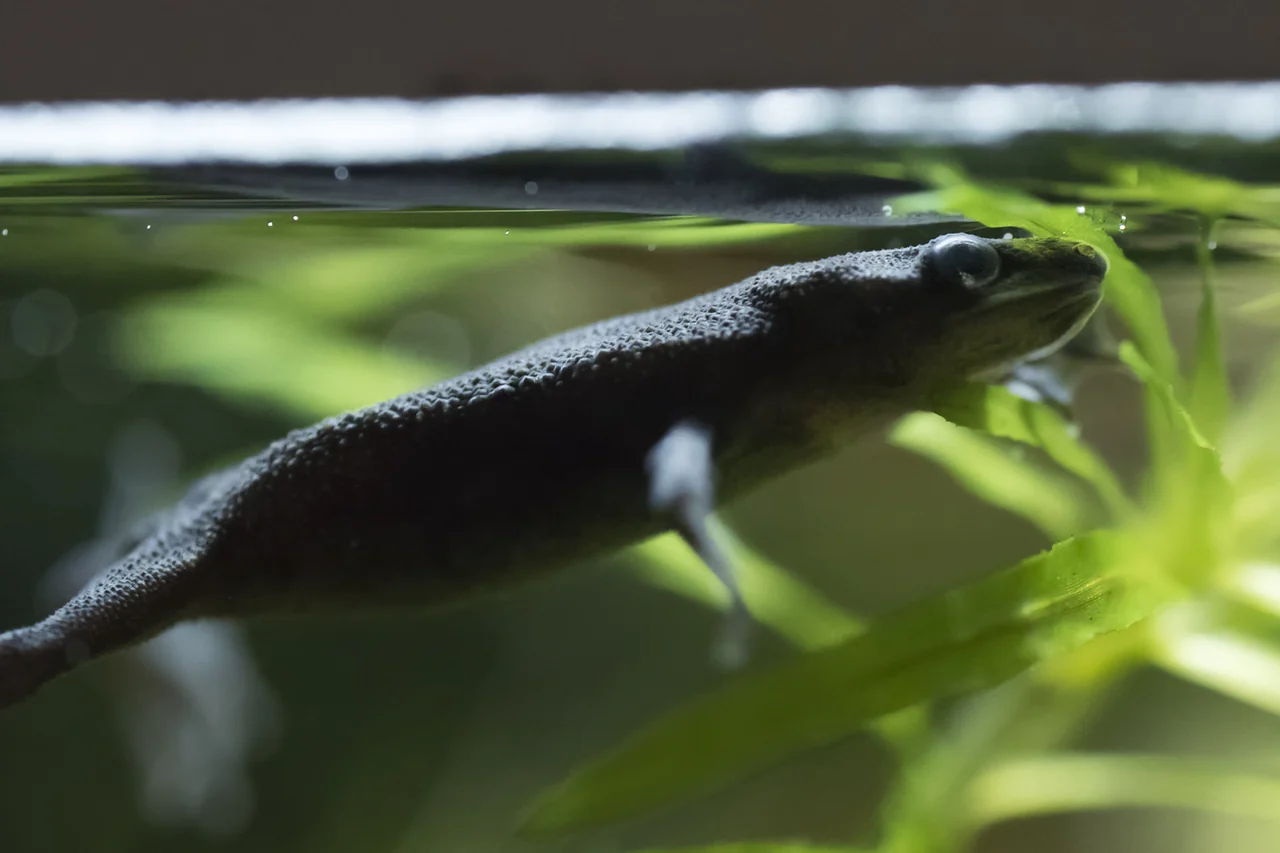 Rana nana africana tra piante acquatiche verdi, appena sotto la superficie dell’acqua.