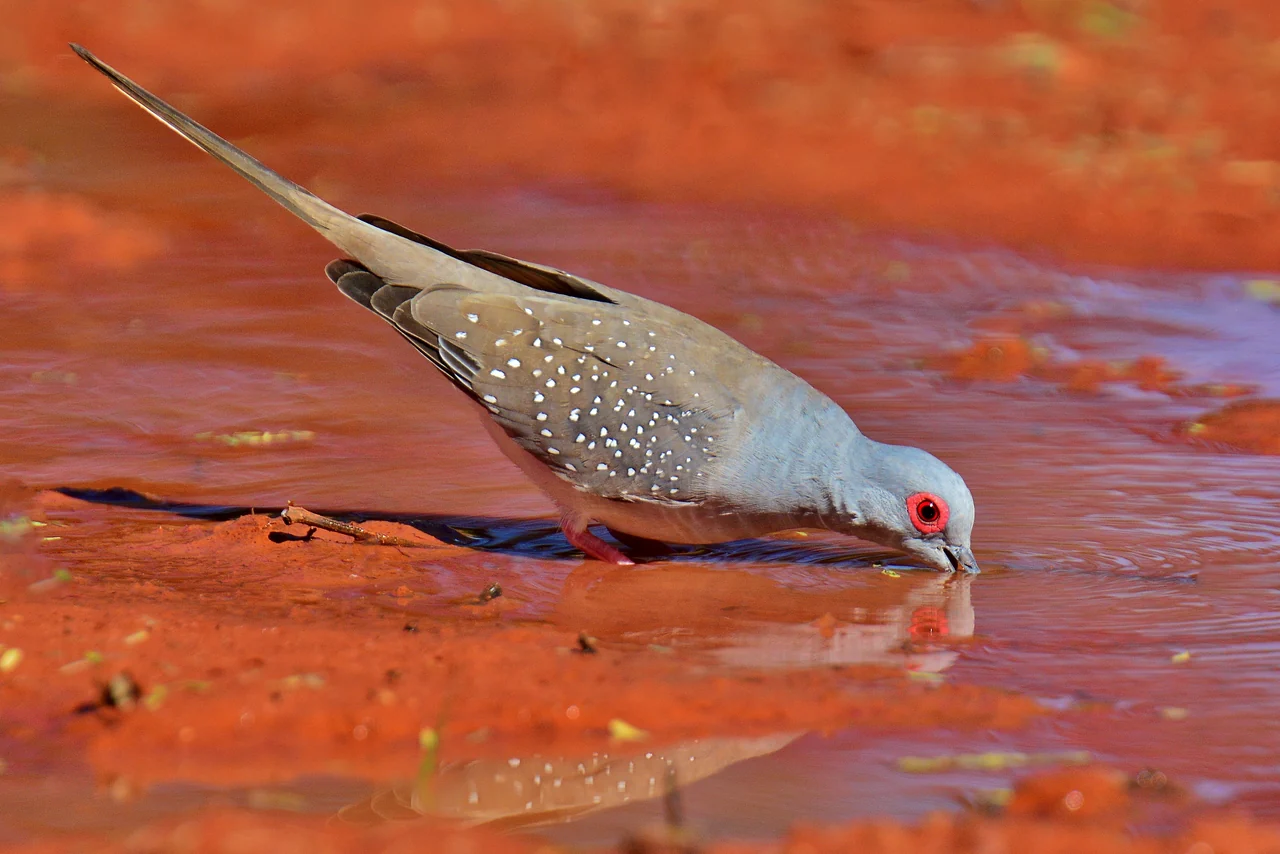 Colombine diamant buvant dans une flaque peu profonde sur une terre rouge.