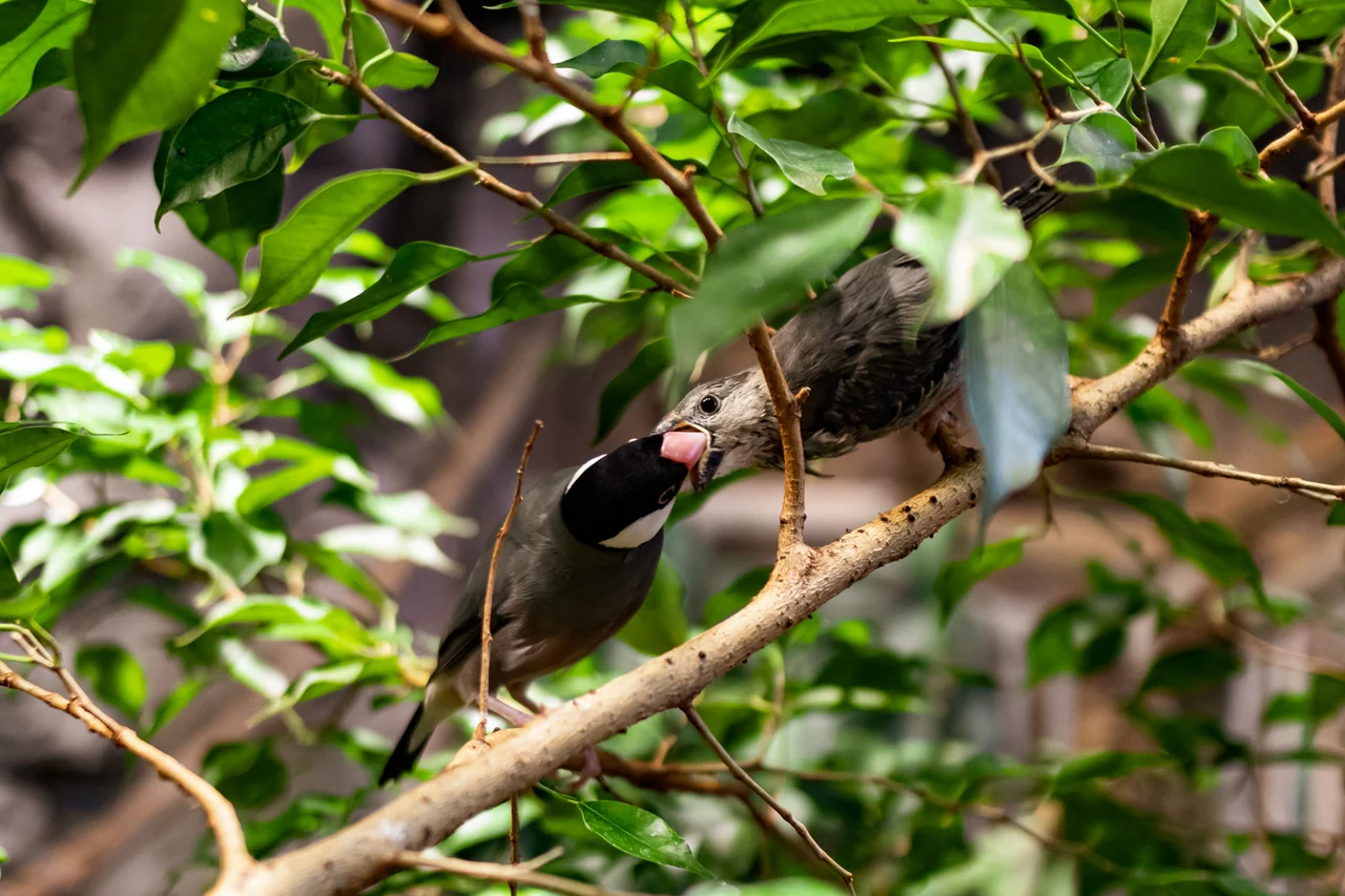 緑の葉に囲まれた枝で、幼鳥に餌を与える成鳥のブンチョウ。