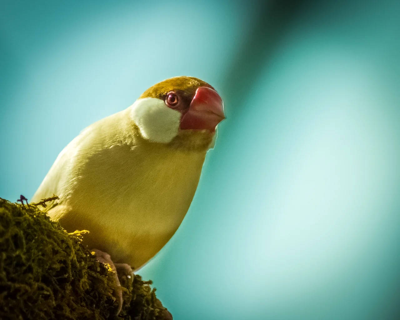 苔に覆われた枝にとまる、白い頬のブンチョウ。