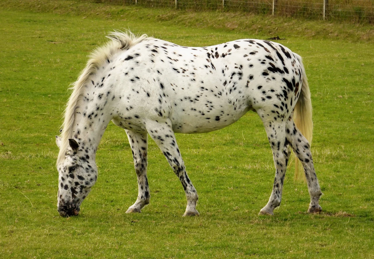 Ein weißes Pferd mit schwarzen Tupfen grast auf einer grünen Weide.