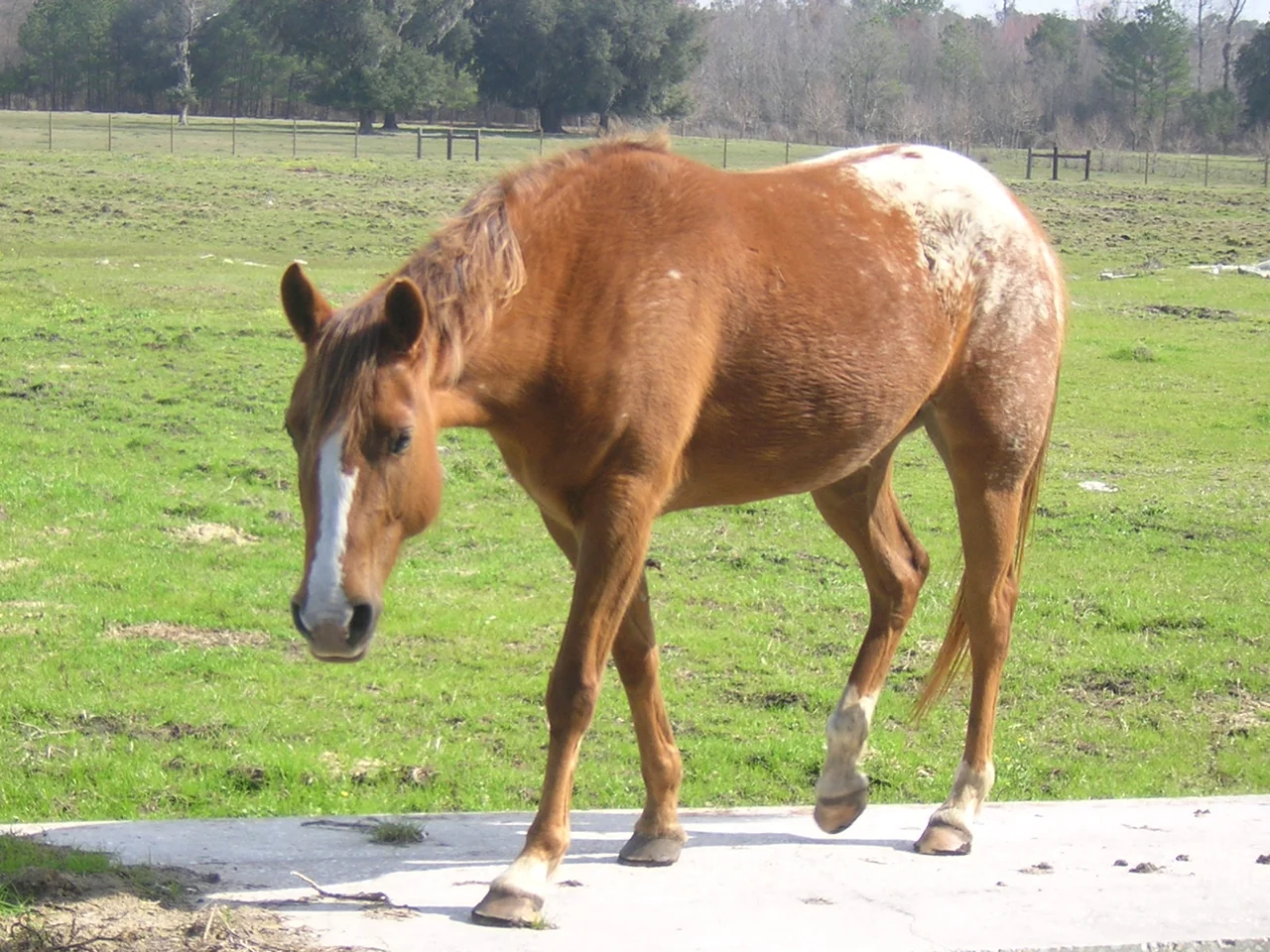 Ein braunes Pferd mit einem weißen Streifen im Gesicht und heller Hinterhand geht auf die Kamera zu.