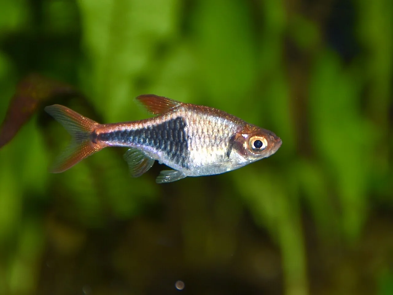 Una rasbora arlecchino allo zoo di Francoforte.