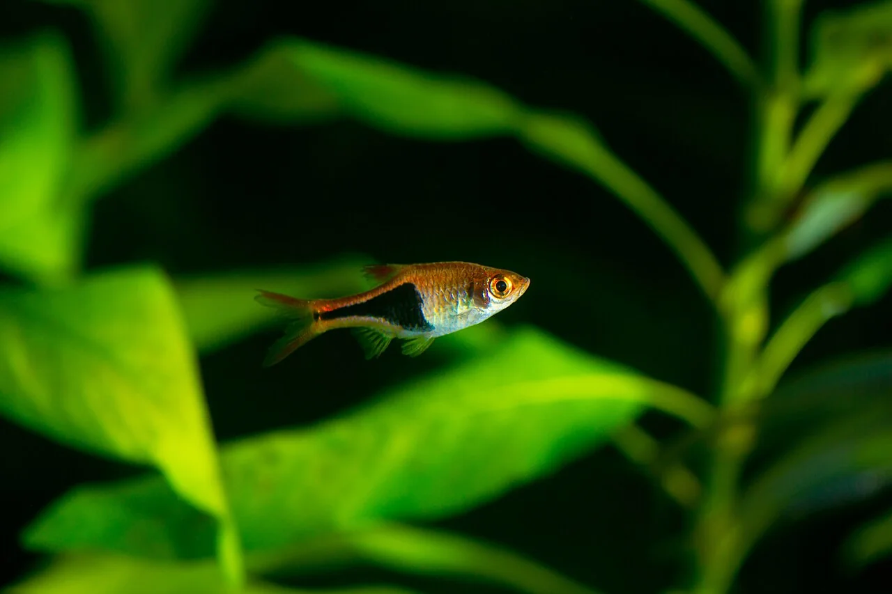 Una rasbora arlecchino fra larghe foglie d’acquario.