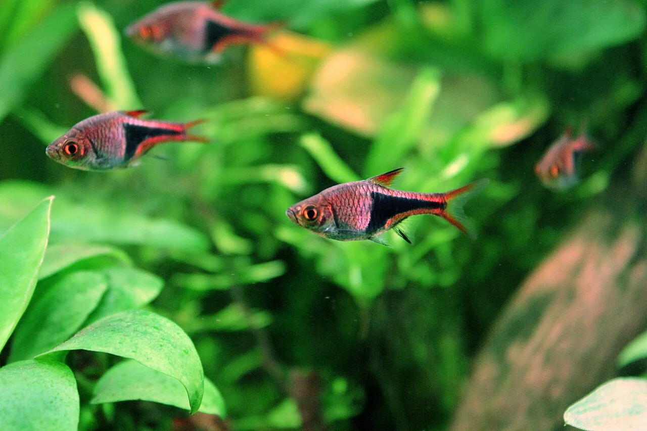 Rasbore arlecchino fra le piante di un acquario.